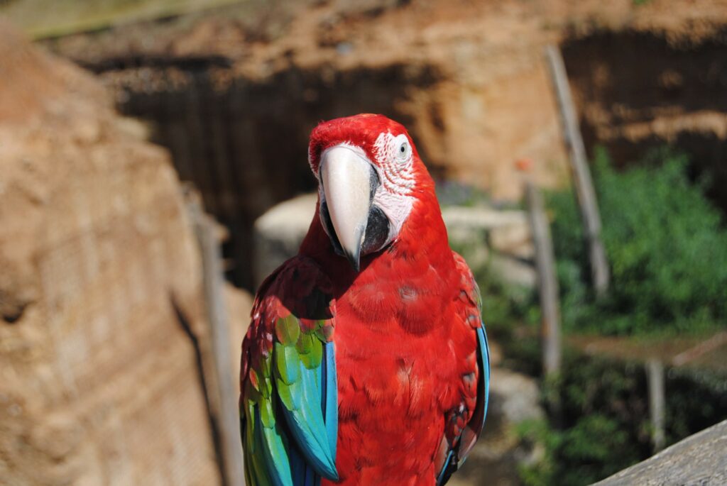 Oiseau - 2