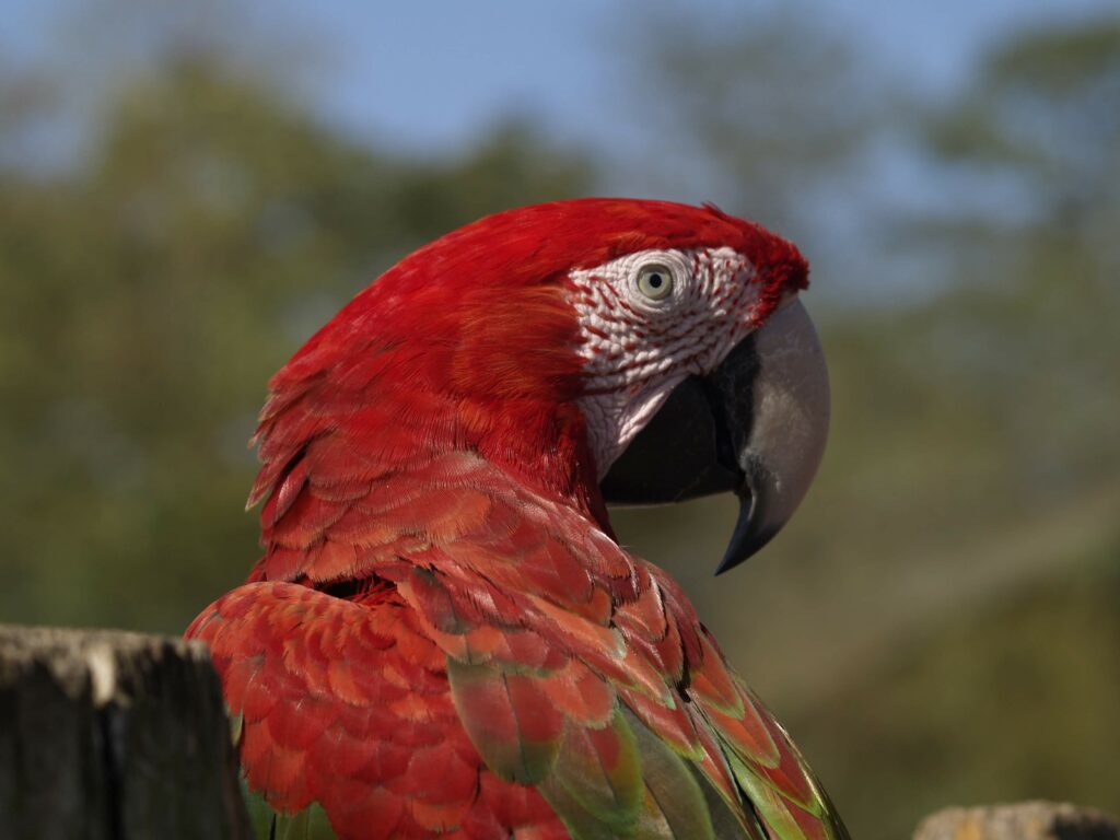 Oiseau - 1
